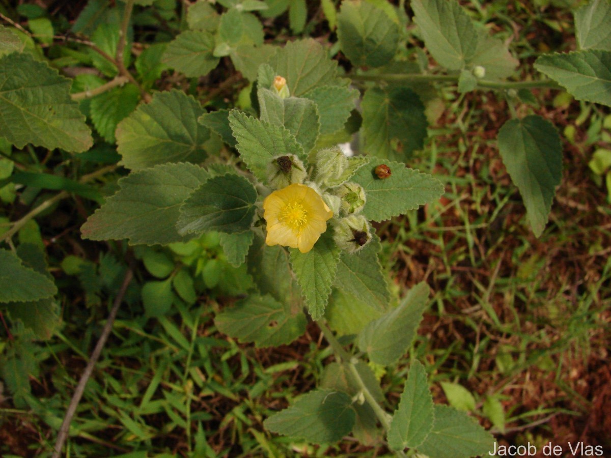 Sida cordifolia L.